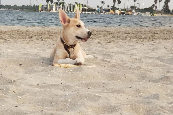House Sitting In Santa Barbara California Us Trustedhousesitters Com