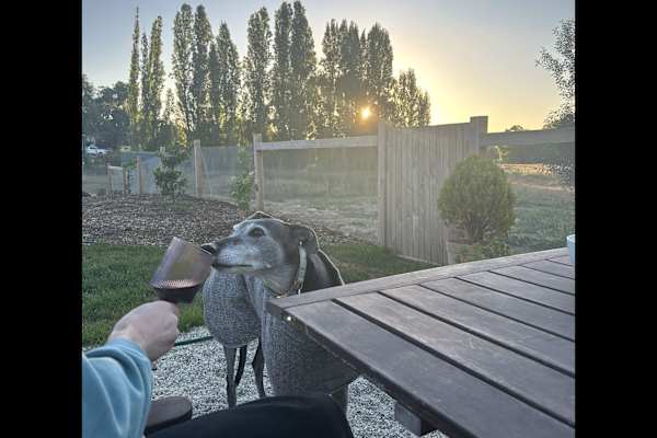 House sit in Castlemaine, VIC, Australia