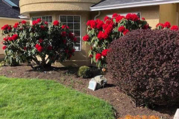 House sit in Victoria, BC, Canada