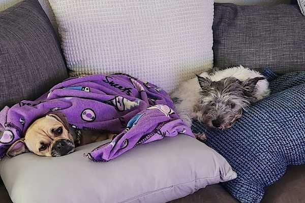 House sit in Scottsdale, AZ, US