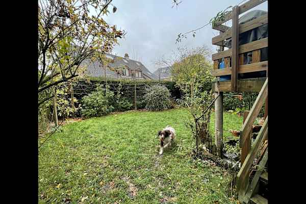 House sit in Brussels, Belgium