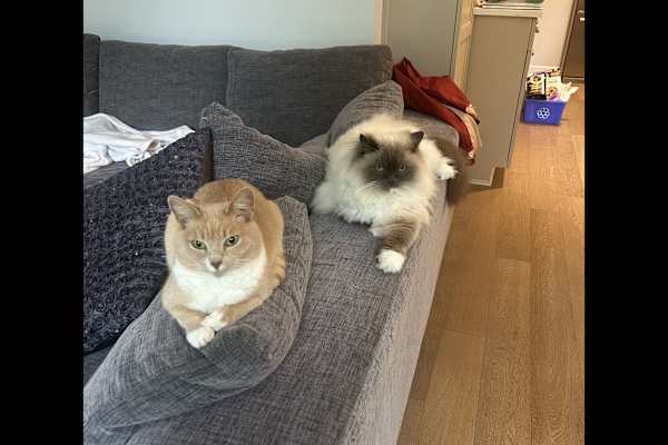 House sit in North Vancouver, BC, Canada
