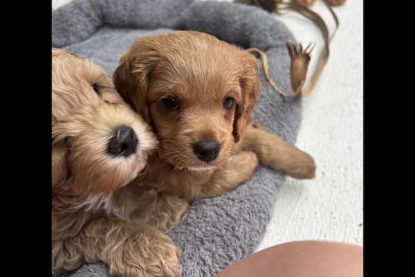 House sit in Christchurch, New Zealand