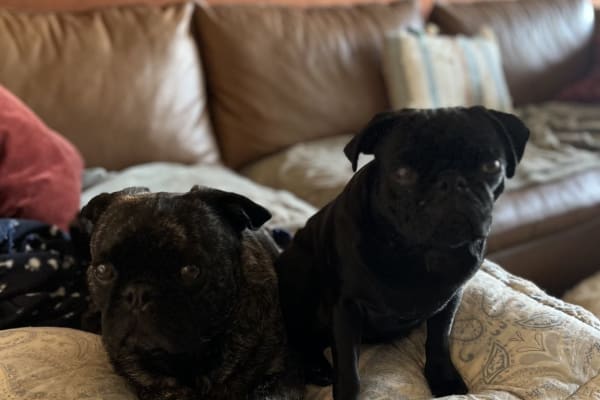 House sit in Melbourne, VIC, Australia