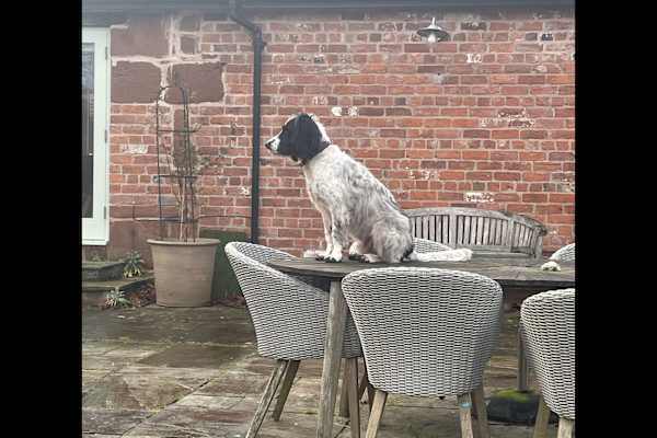 House sit in Shrewsbury, United Kingdom