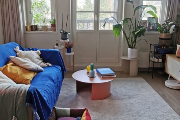 House sit in Amsterdam, Netherlands