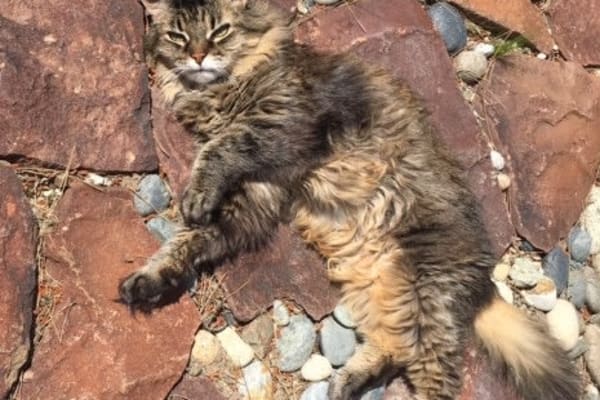 House sit in Livermore, CA, US