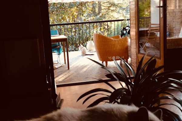 House sit in Lyon, France