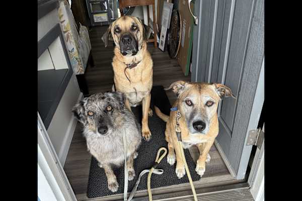 House sit in Capitola, CA, US