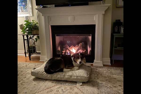 House sit in Haliburton, ON, Canada
