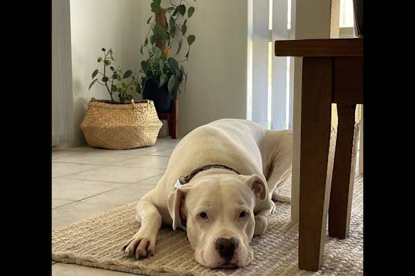 House sit in Perth, WA, Australia