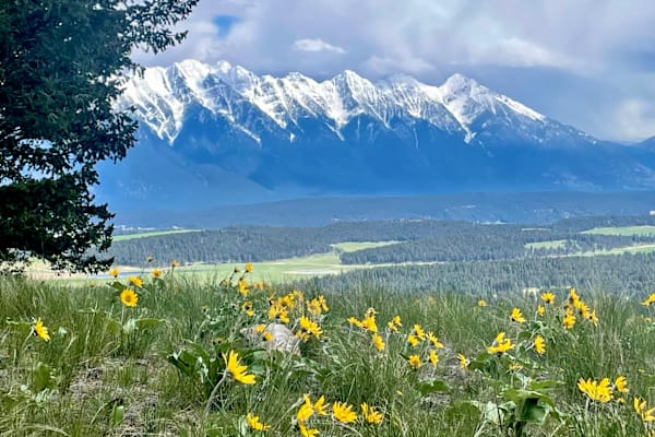 House sit in Cranbrook, BC, Canada