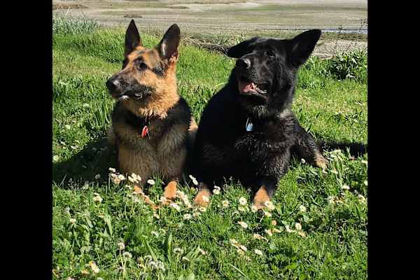 House sit in Port Townsend, WA, US