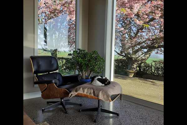 House sit in Otorohanga, New Zealand