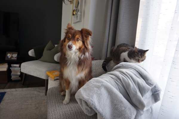 House sit in Kitchener, ON, Canada