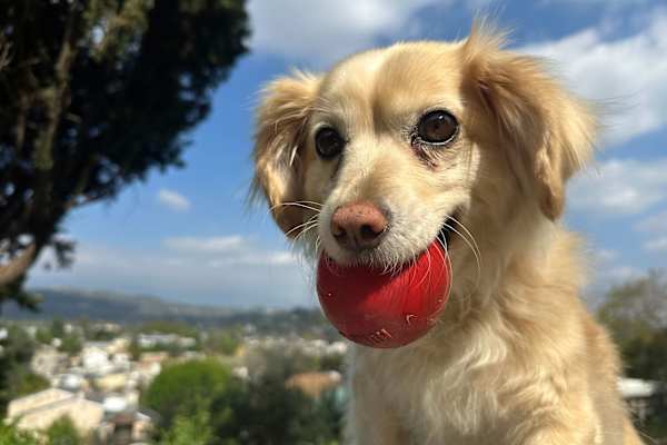 House sit in Los Angeles, CA, US