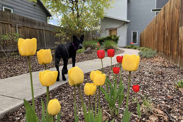 House sit in Missoula, MT, US