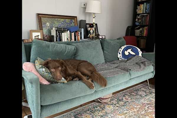 House sit in Cambridge, MA, US