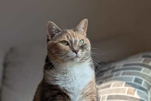 House sit in St. Catharines, ON, Canada