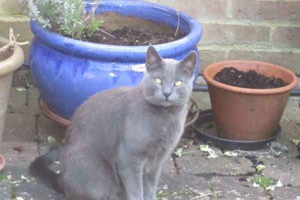 House sit in Godalming, United Kingdom