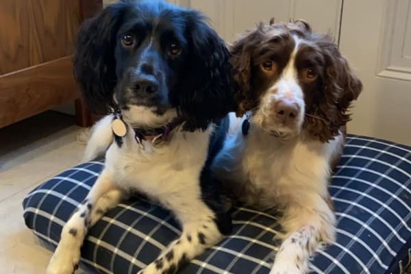 House sit in Corsham, United Kingdom