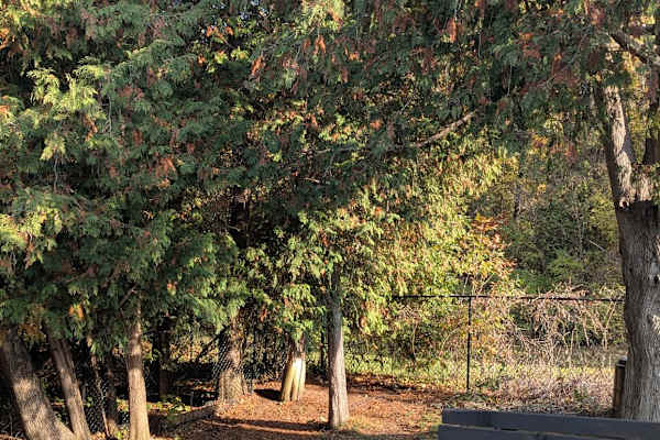 House sit in Stittsville, ON, Canada