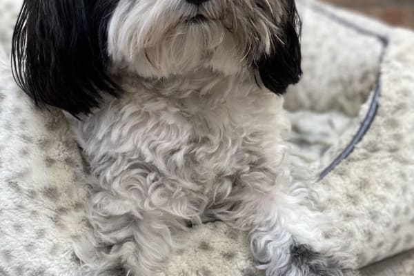 House sit in Duncan, BC, Canada
