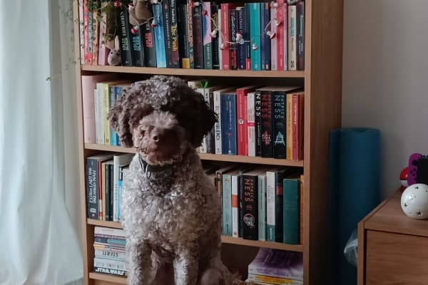 House sit in Zollikofen, Switzerland