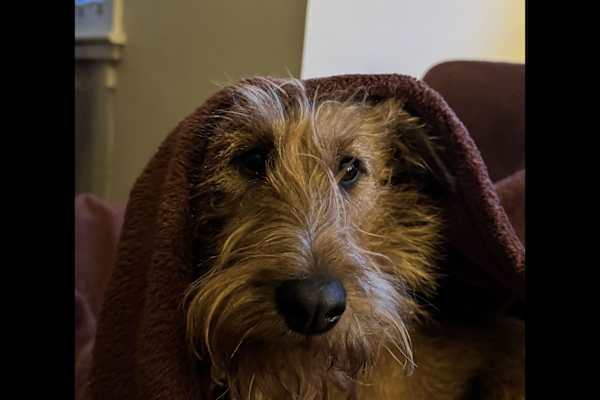 House sit in Kew Gardens, United Kingdom