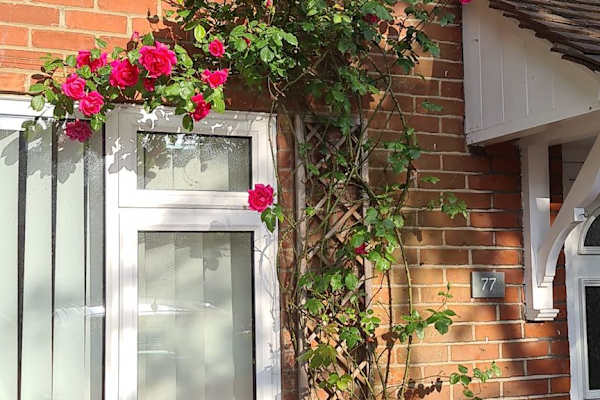 House sit in Norwich, United Kingdom