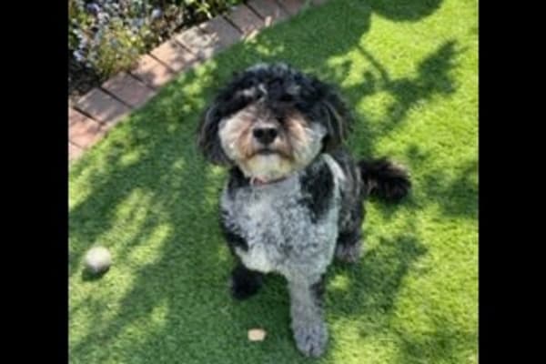 House sit in St Albans, United Kingdom