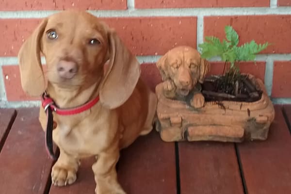 House sit in Ballarat, VIC, Australia