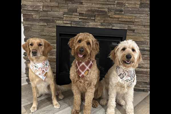 House sit in London, ON, Canada