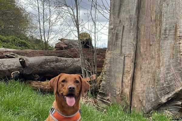 House sit in Kentish Town, United Kingdom