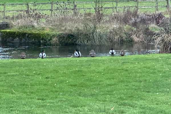 House sit in Andover, United Kingdom