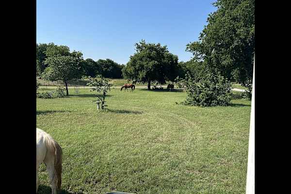 House sit in Waco, TX, US