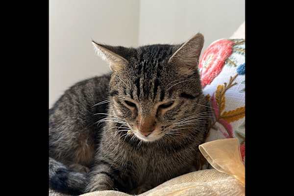 House sit in Cabo San Lucas, Mexico