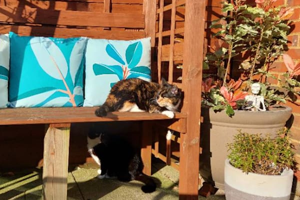 House sit in Crawley, United Kingdom