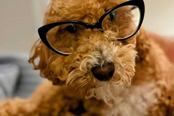 House sit in Charleston, SC, US