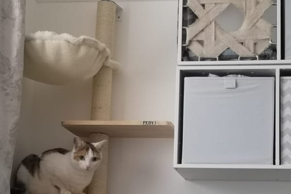 House sit in Hackbridge, United Kingdom