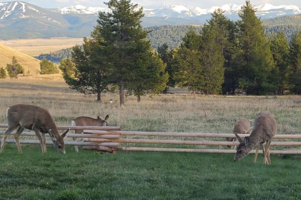 House sit in Philipsburg, MT, US