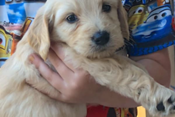 House sit in Södermalm, Sweden