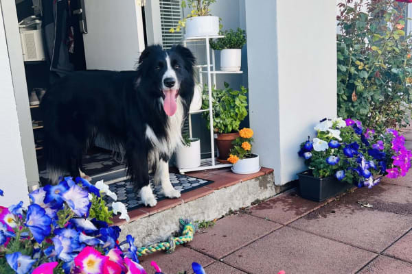 House sit in Christchurch, New Zealand