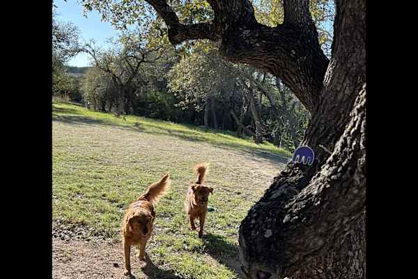 House sit in Dripping Springs, TX, US