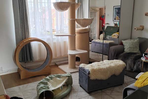 House sit in New Eltham, United Kingdom