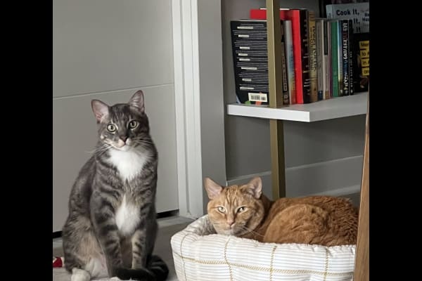 House sit in Alexandria, VA, US