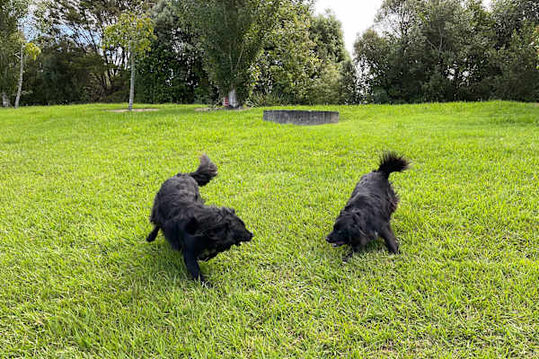 House sit in Takapuna, New Zealand