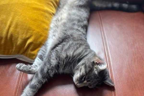 House sit in Crystal Palace, United Kingdom