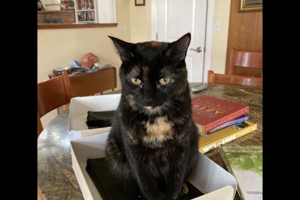 House sit in Freeland, WA, US