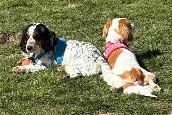 House sit in Highcliffe, United Kingdom